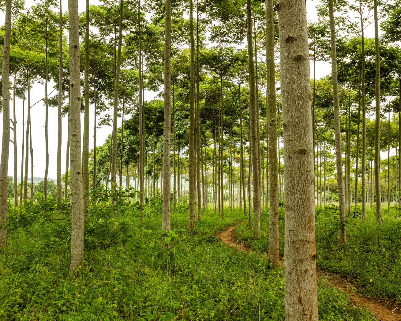 Trees in forest